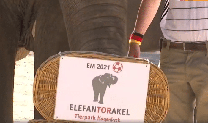 德法大战来袭！德国大象预测法国获胜，管理员：不知该哭还是该笑